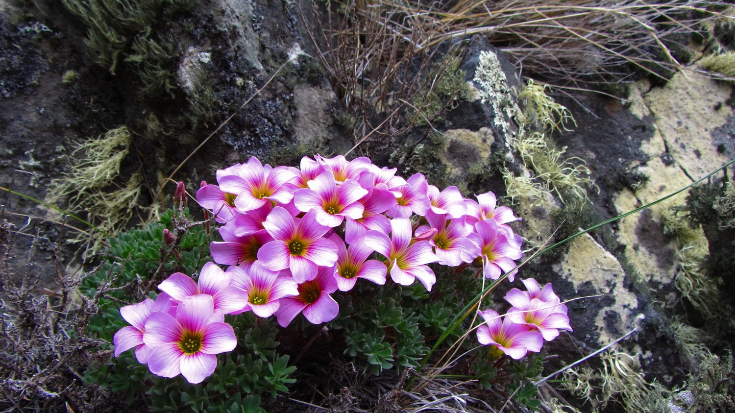 Flowers at Morro Chico - half the way between Puerto Natales and Punta Arenas
